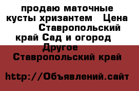 продаю маточные кусты хризантем › Цена ­ 50 - Ставропольский край Сад и огород » Другое   . Ставропольский край